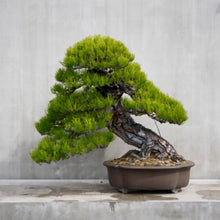 Load image into Gallery viewer, Seiko - Presage classic Series Tradesman's Bonsai Limited Edition - HCC009